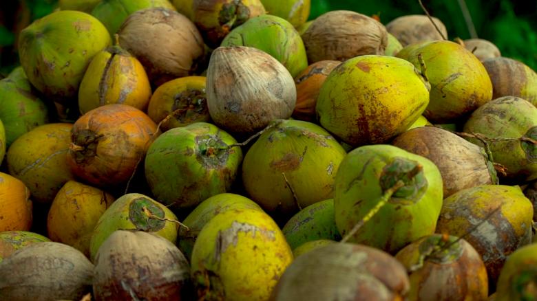 This Philippines startup is making coolers out of coconuts - CNN