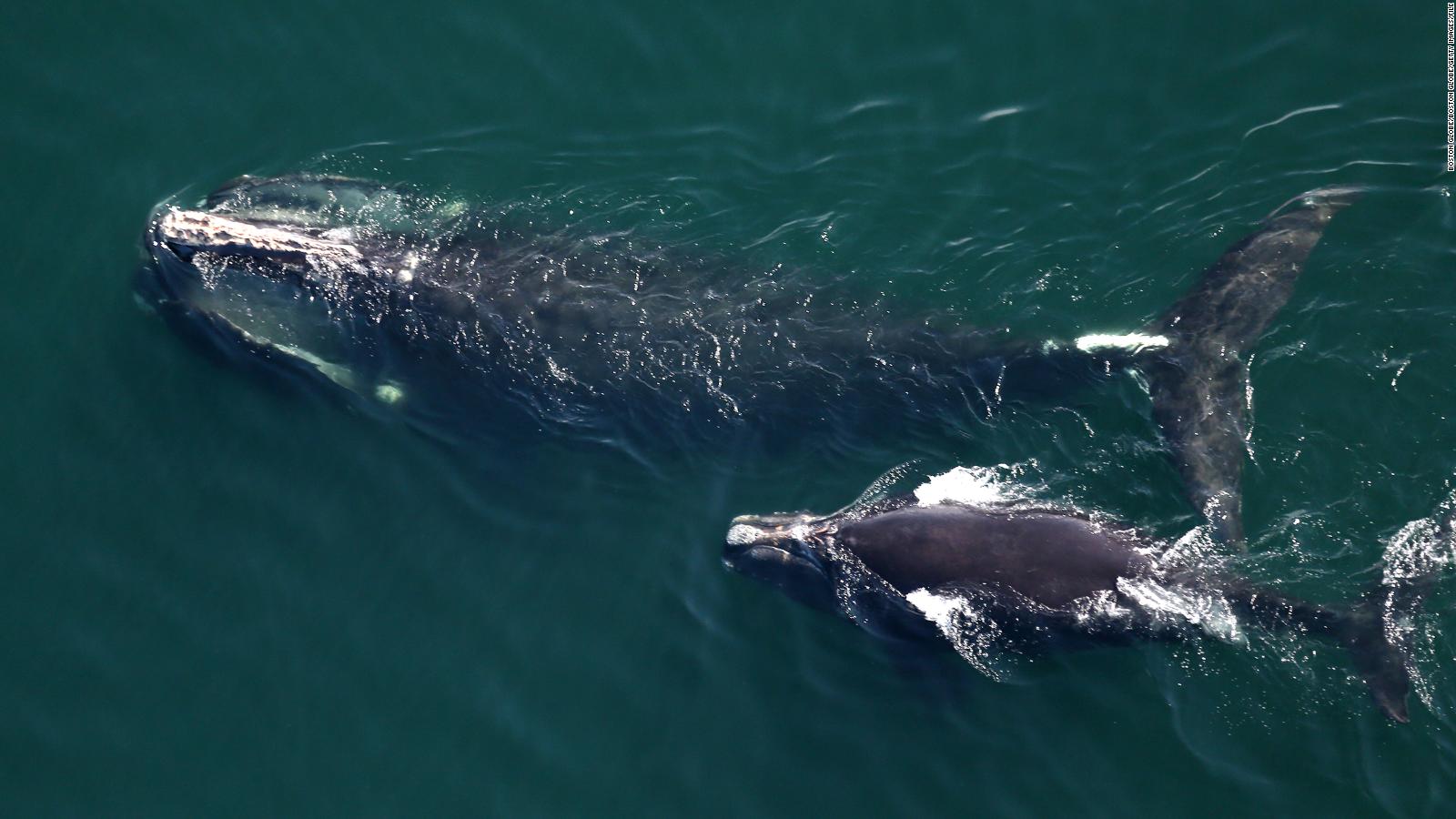 Populations of the endangered North Atlantic right whale are the lowest