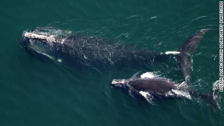 Populations of the endangered North Atlantic right whale are the lowest they&#39;ve been in nearly 20 years