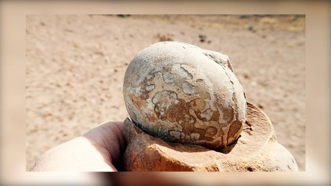 Encuentran una colonia de dinosaurios en Argentina, descubren sus ...