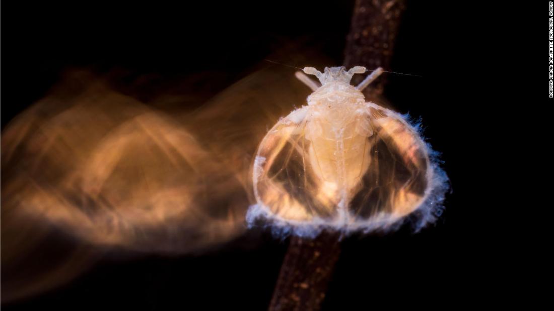 Les images gagnantes du concours photographique 2021 de la British Environmental Society ont été publiées