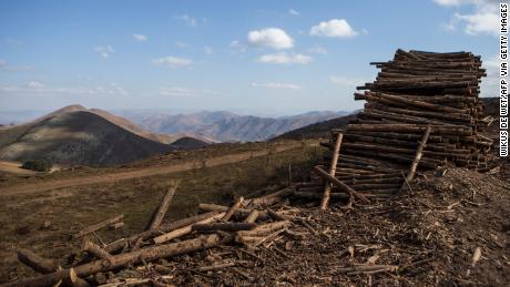 Logs are piled high amid deforestation in the Makhonjwa Mountains near Barberton, Mpumalanga, in 2018.