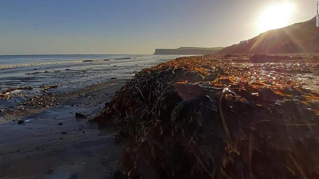 Thousands of dead sea creatures are washing up on English beaches