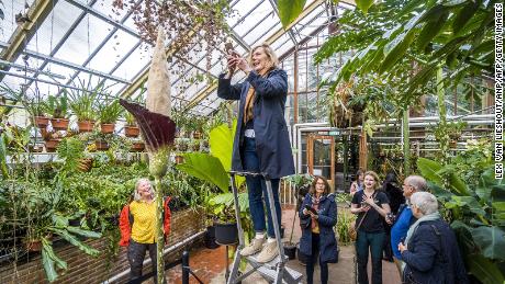 A woman takes pictures of the flowering &quot;penis plant&quot; (Amorphophallus decus-silvae) in the tropical greenhouses of the Leiden Hortus Botanicus on October 22. 