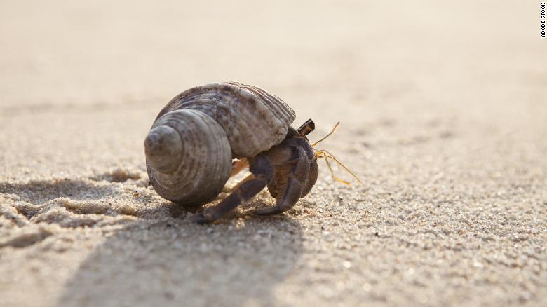 Discarded tires in the oceans are trapping hermit crabs, with no way out