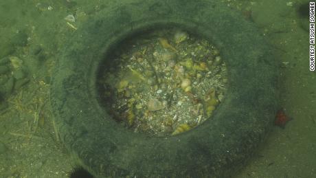 The tire found in Mutsu Bay contained several gastropod shells.