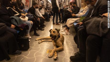 ISTANBUL, TURKEY - OCTOBER 21: Boji, an Istanbul street dog rides a subway train on October 21, 2021 in Istanbul, Turkey. Boji, is a regular Istanbul commuter, using the cities public transport systems to get around, some times traveling up to 30 kilometers a day using subway trains, ferries, buses and Istanbuls historic trams. Since noticing the dogs movements the Istanbul Municipality officials began tracking his commutes via a microchip and a phone app. Most day&#39;s he will pass through at least 29 metro stations and take at least two ferry rides. He has learnt how and where to get on and off the trains and ferries. As people began to notice him as a regular on their daily travel routes and since the tracking app begun Boji&#39;s travels have made him an internet sensation. (Photo by Chris McGrath/Getty Images)