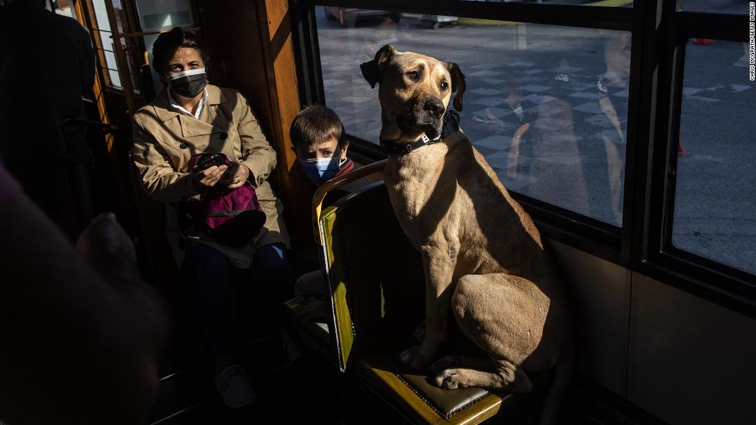 The adventures of Boji, Istanbul’s traveling dog