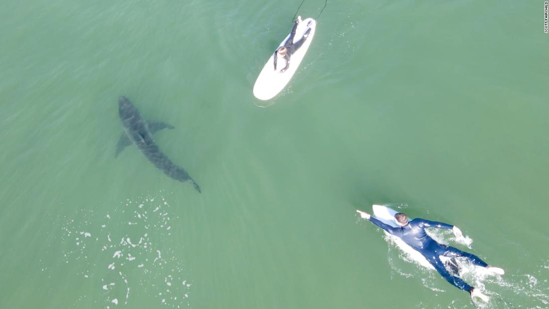 Drone menangkap pertemuan dekat antara peselancar dan hiu putih besar