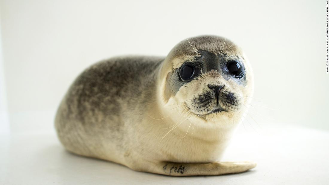 Baby seals change their voices to be understood, study finds - CNN