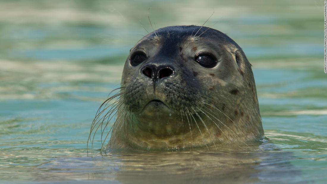 Baby seals change their voices to be understood, study finds - CNN