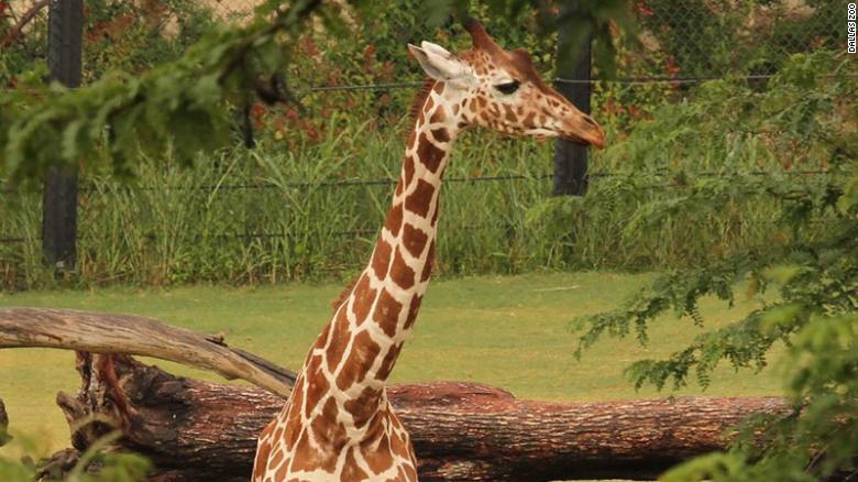 Three giraffes died at the Dallas Zoo in less than a month. Experts are looking into whether two of the deaths are connected