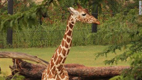Jesse, one of the three giraffes that died in October.