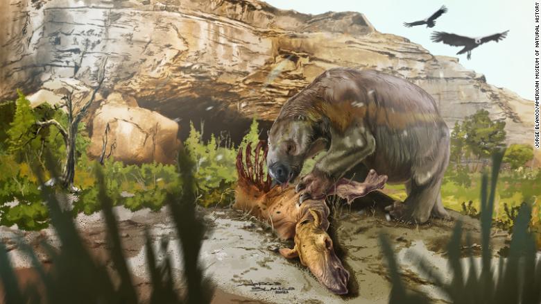 This ancient sloth ate meat, unlike its plant-eating relatives