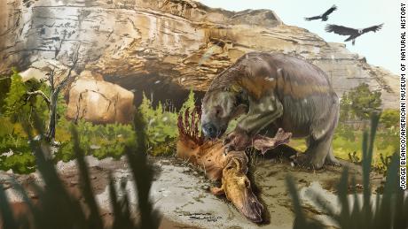 This ancient sloth ate meat, unlike its plant-eating relatives