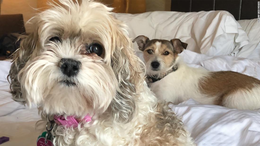 &quot;Make sure all the pets in your house are up to date on flea, tick and internal parasite prevention, especially if you&#39;re going to have them in your bed,&quot; Varble advised. &lt;br /&gt;&lt;br /&gt;Molly (left), a 15-year-old cockapoo mix, likes to sleep in her human&#39;s armpit, while Evie (right) prefers the end of the bed and hates to be woken up early.