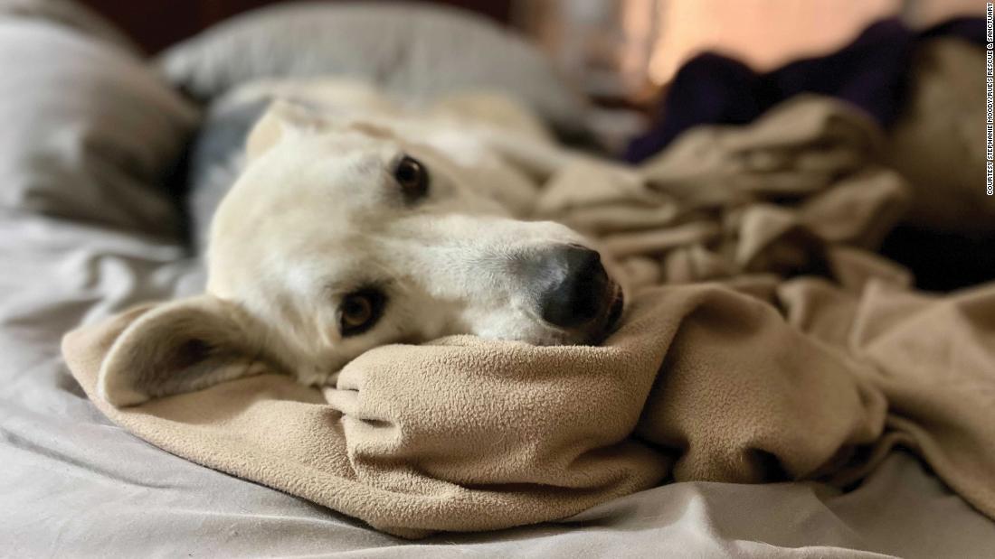 Dogs and cats who share their human&#39;s bed tend to have a &quot;higher trust level and a tighter bond with the humans that are in their lives. It&#39;s a big display of trust on their part,&quot; Varble said. &lt;br /&gt;&lt;br /&gt;Banshee, a 6-year-old Husky mix, is a rescue who survived heartworms.