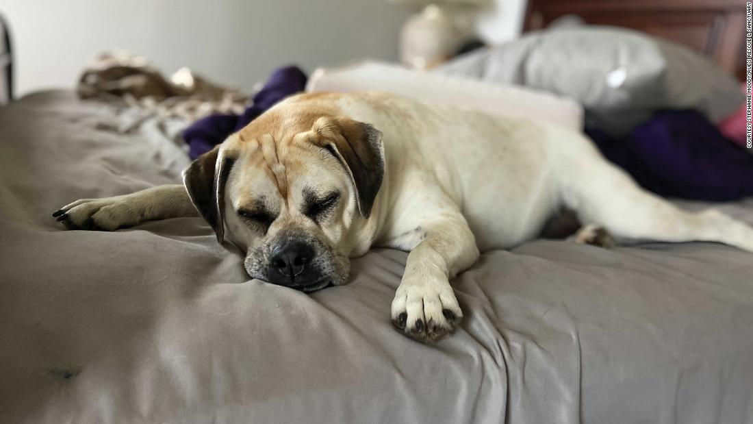 A dog who sleeps at the end of the bed with their face toward the door might have a more protective personality, Varble said.&lt;br /&gt;&lt;br /&gt;&quot;Thank goodness that bed hog Beast is gone so I can catch up on my zzz&#39;s.&quot; -- Buttercup, a 4-year-old beagle-bulldog mix. 