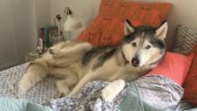 "In general, it is a very good thing for animals to sleep with their people," said Dr. Dana Varble, the chief veterinary officer for the North American Veterinary Community.<br /><br />"Do you really think there's enough room for you?" -- Delilah, a 10-year-old Siberian husky.<br />