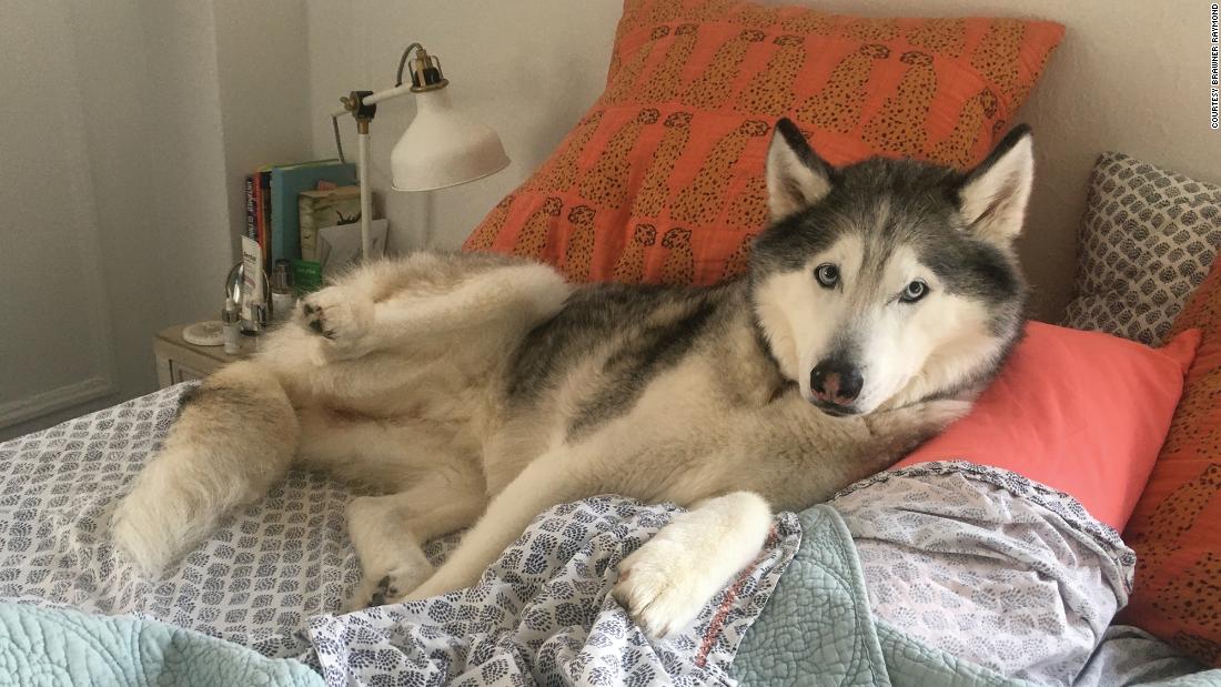 &quot;In general, it is a very good thing for animals to sleep with their people,&quot; said Dr. Dana Varble, the chief veterinary officer for the North American Veterinary Community.&lt;br /&gt;&lt;br /&gt;&quot;Do you really think there&#39;s enough room for you?&quot; -- Delilah, a 10-year-old Siberian husky.&lt;br /&gt;
