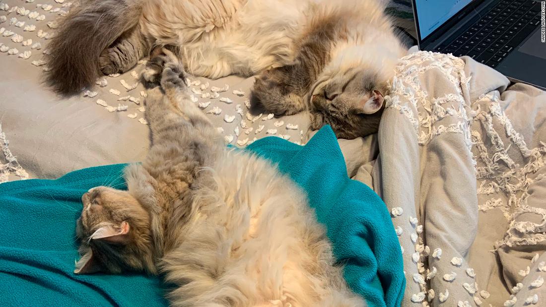 &quot;In the animal world, animals who are bonded tend to sleep together,&quot; Varble said. &lt;br /&gt;&lt;br /&gt;Lynx (top) and Luna (bottom) are 2-year-old Siberian Forest cats.