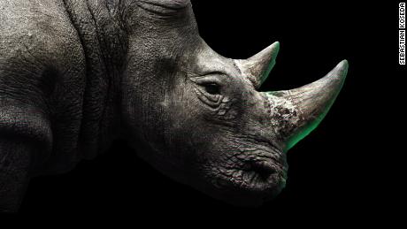  The next lens to be released will be of the extinct West African black rhino.