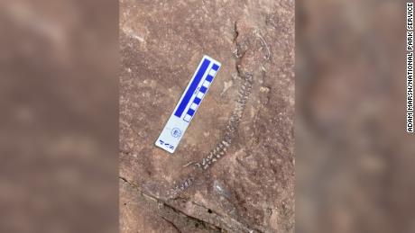 300 million-year-old fossil skeleton in Utah could be the first of its kind