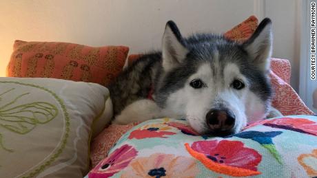 &quot;My human calls me the Queen of Comfy because I head to her bed every time we finish a walk.&quot; -- Delilah, a 10-year-old Siberian husky.