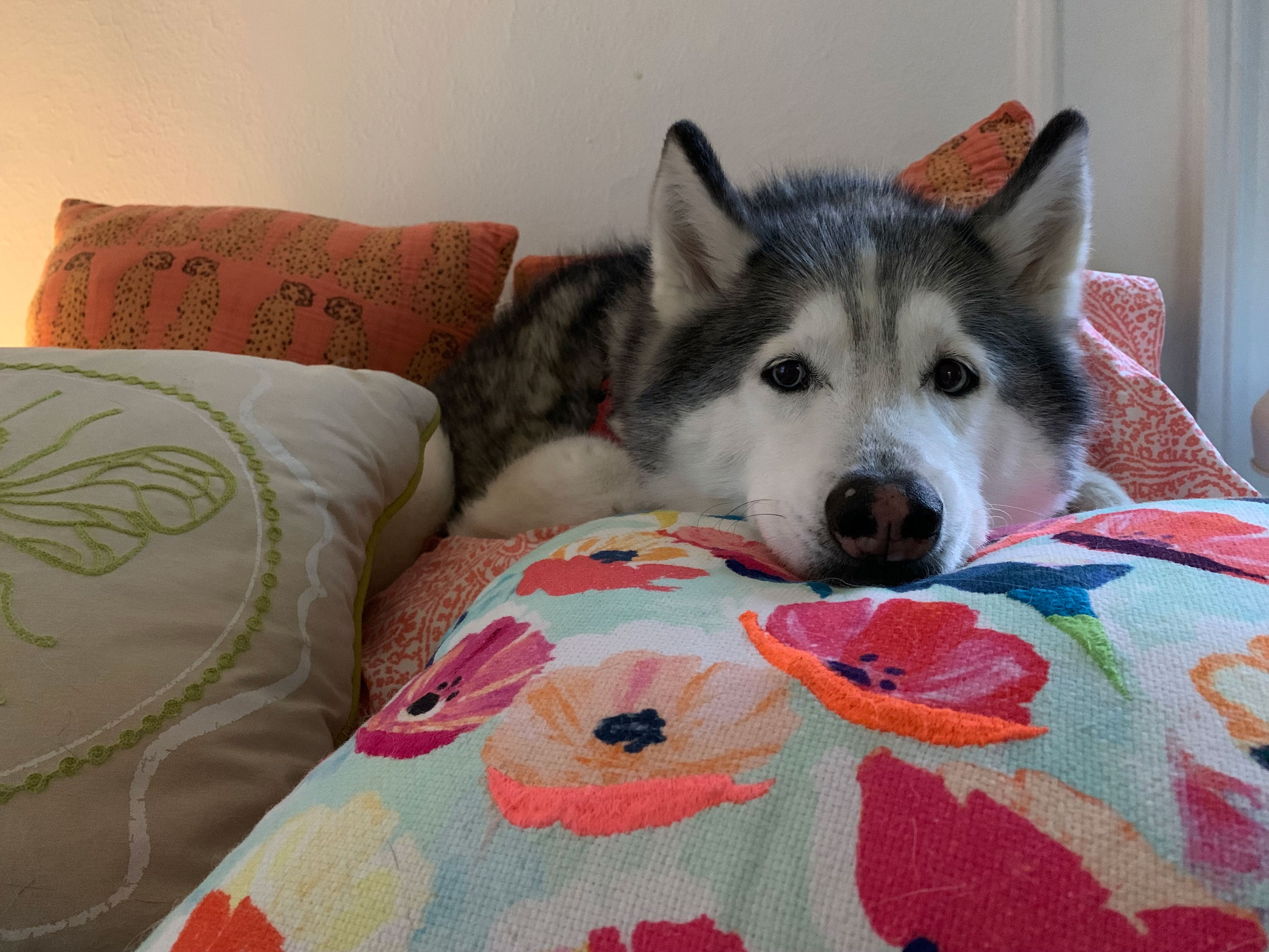 I Work Hard So My Dog Can Have Nice Things Dog Lover Throw Pillow I Work Hard So My Dog Can Have Nice Things Dog Lover Throw Pillow