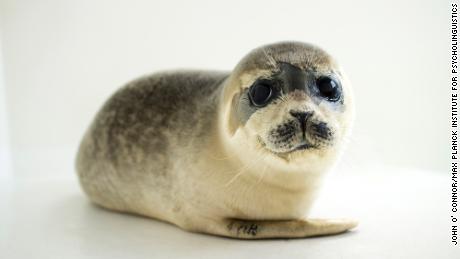 Baby seals are a lot more like humans than you think.