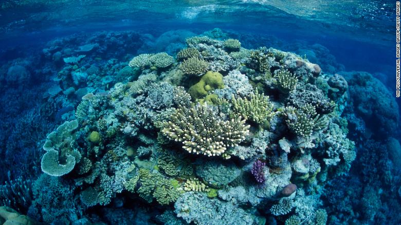 Coral researchers see 'mass mortality' amid Florida Reef bleaching