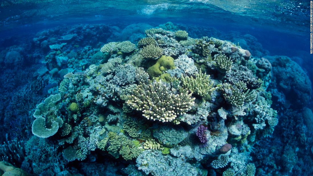 Nghiên cứu cho thấy Rạn san hô Great Barrier của Úc sẽ tồn tại nếu nhiệt độ tiếp tục tăng ở mức 1,5 độ