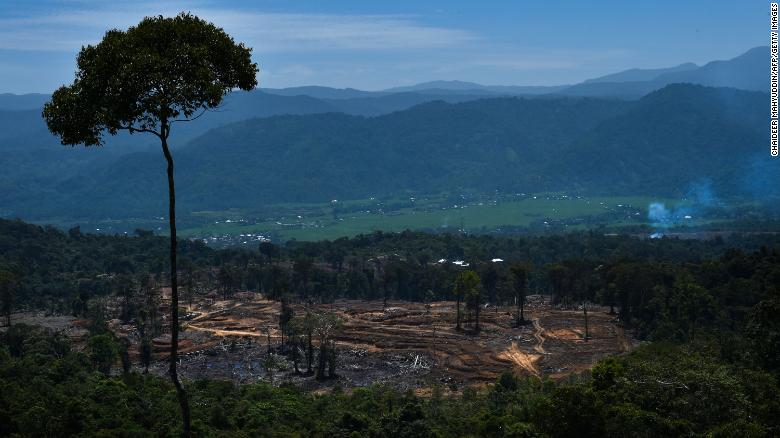 Indonesia signals about-face on COP26 deforestation pledge