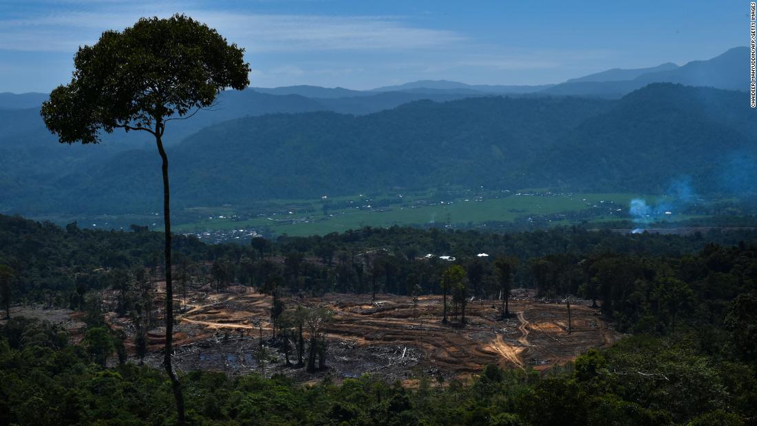 Indonesia memberi sinyal tentang janji deforestasi COP26