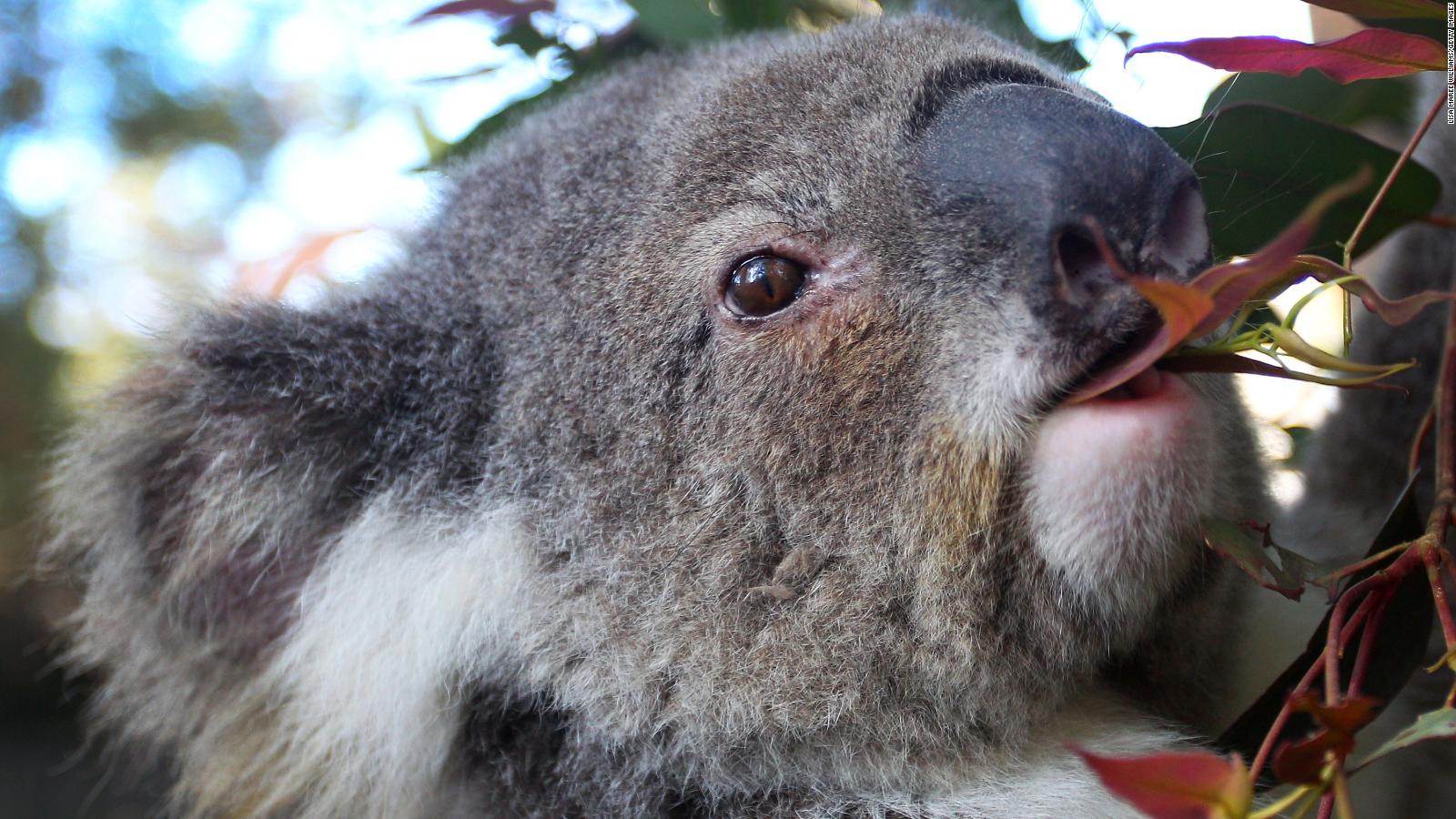 Koalas are dying from chlamydia and climate change is making it worse CNN