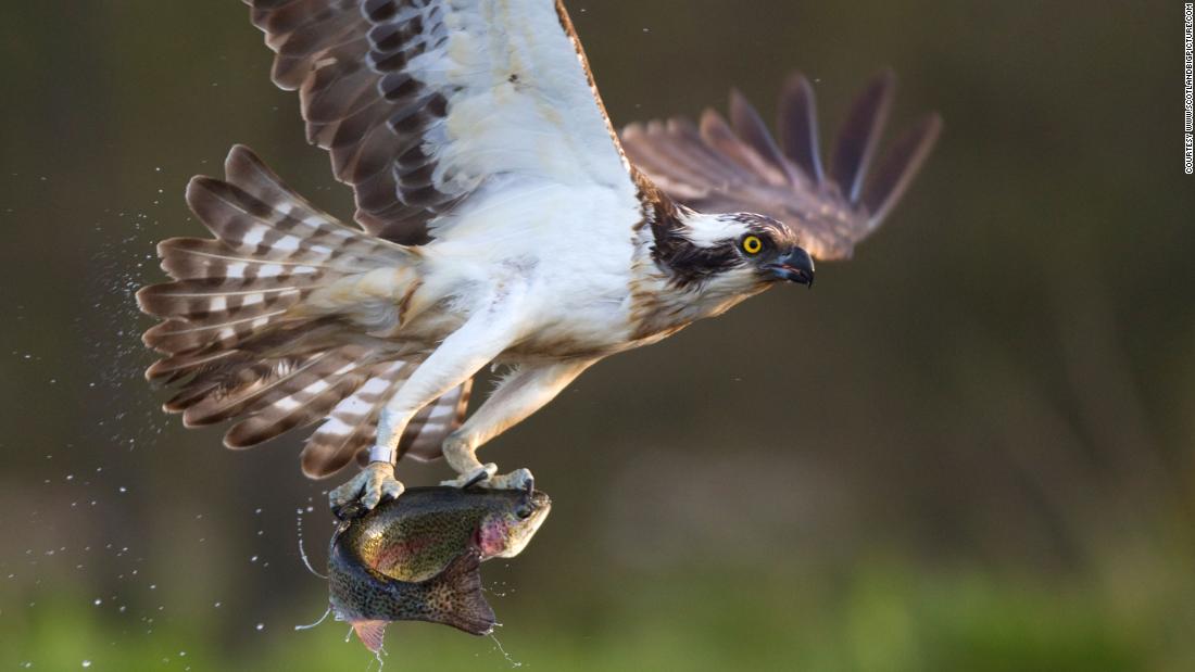 Restoring habitats allows wildlife to thrive. Over&lt;a href=&quot;http://cairngormsconnect.org.uk/about/what-we-do&quot; target=&quot;_blank&quot;&gt; 5,000 species&lt;/a&gt; have been recorded in the Cairngorms Connect area, many of them rare. Here, an osprey is pictured clutching its prey. 