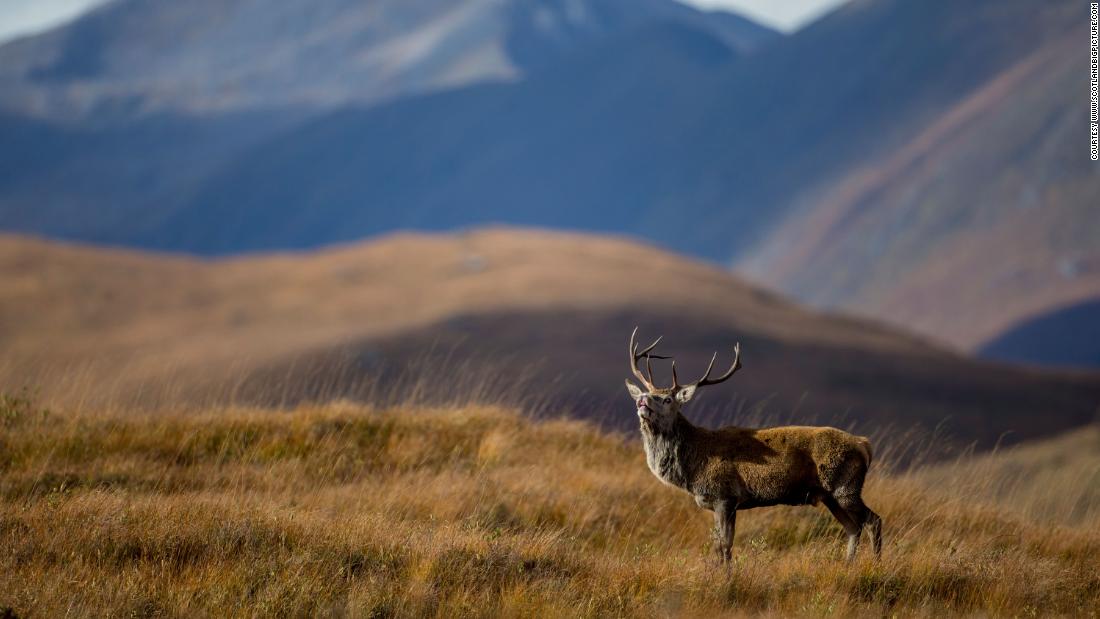 Thousands of years ago, wolves and brown bears roamed the rugged hills of Scotland, and lynx prowled through heather. But these predators are long gone, as is the forest that swept over most of the country&#39;s landscape. Today, native woodland covers just &lt;a href=&quot;https://www.nature.scot/professional-advice/land-and-sea-management/managing-land/forests-and-woodlands/history-scotlands-woodlands&quot; target=&quot;_blank&quot;&gt;4% of land area&lt;/a&gt;, and red deer (pictured) are the country&#39;s largest wild land mammal.