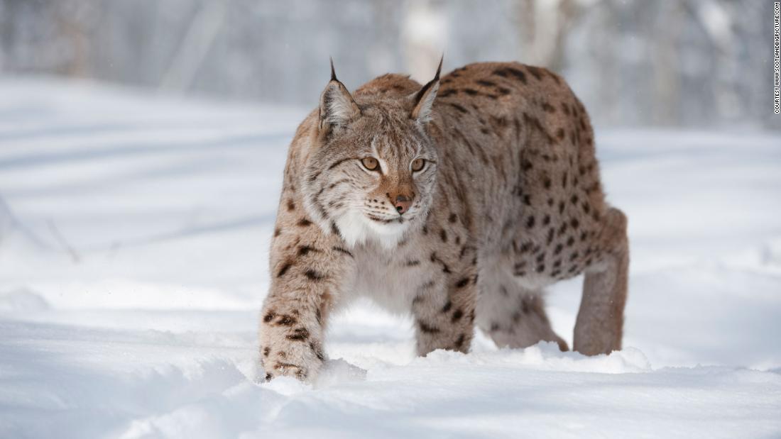 Reintroducing the European lynx (pictured here in Norway) has also been suggested by environmental groups, who say the carnivorous predator would help to control deer populations and enrich ecosystems. But the Scottish government says it has no plans to introduce the big cats.