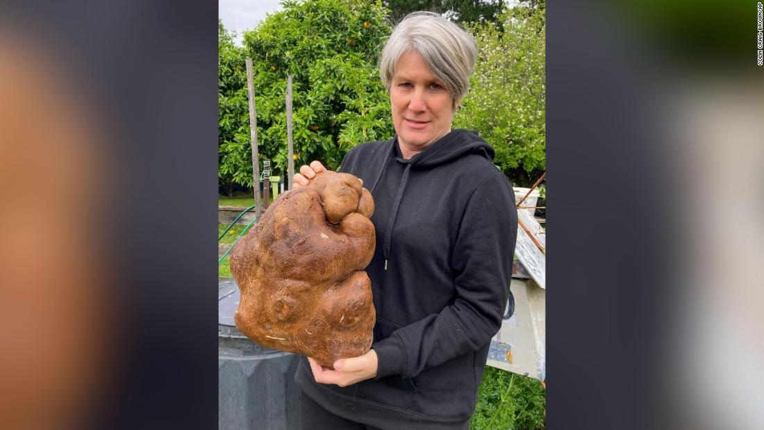 Is this the world's heaviest potato? New Zealand couple accidentally grow a titanic tuber