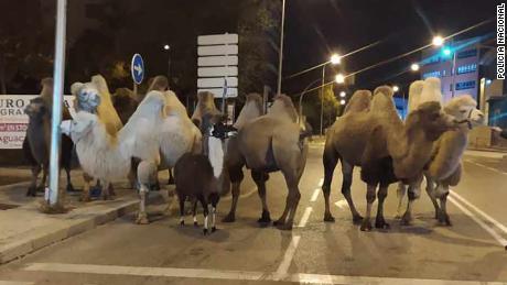 The escaped camels are pictured exploring the Madrid streets on Friday night 