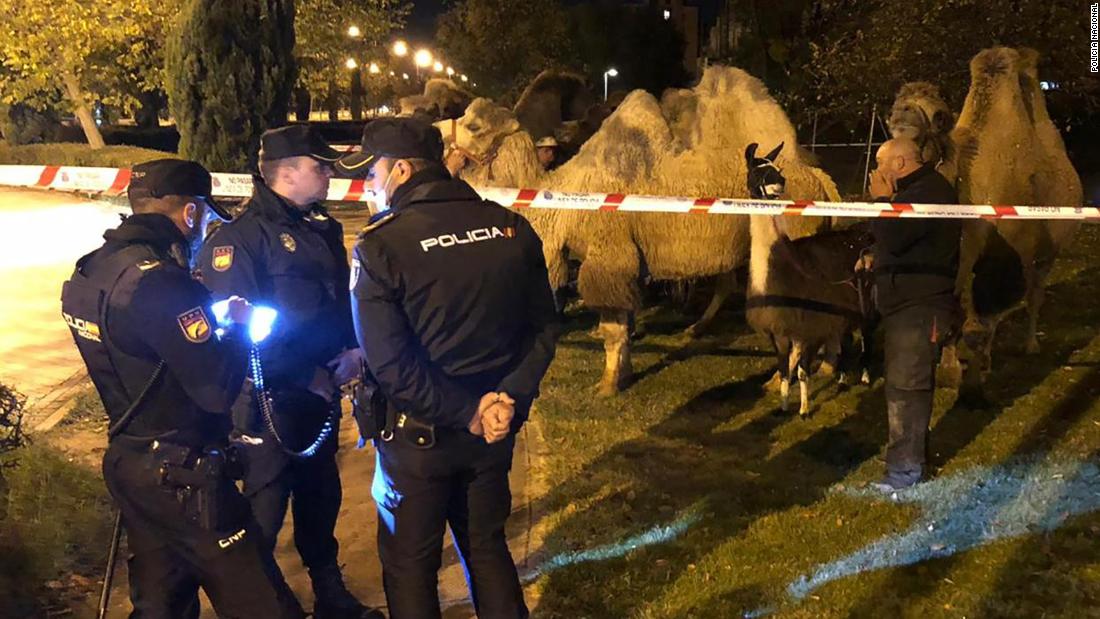 Camels escape from circus and venture out to explore Madrid