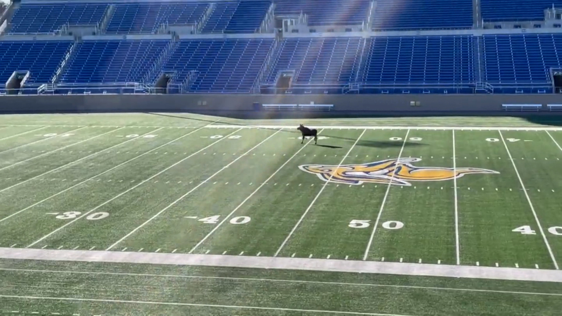 Moose Seen Galloping Toward Touchdown At Football Stadium Cnn Video