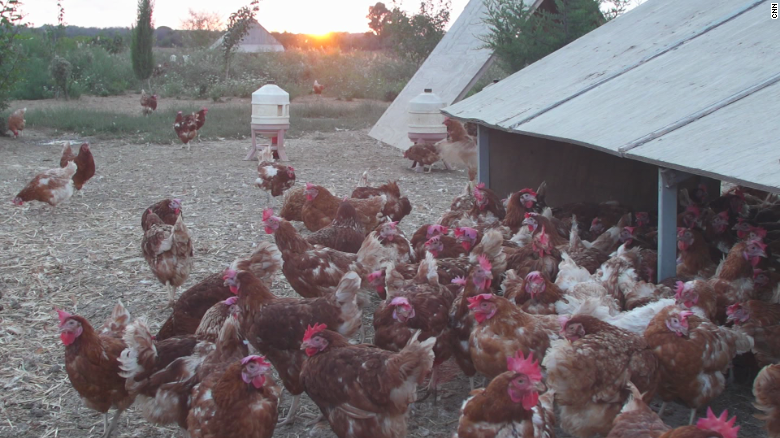 italy sustainable chicken farm Wedeman pkg intl ldn vpx_00001610