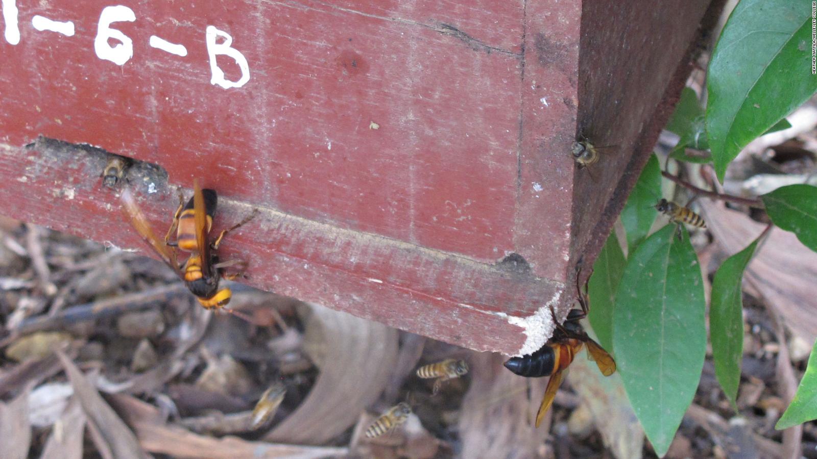 Honeybees Make An Audible Warning Noise When Attacked By Murder Hornets