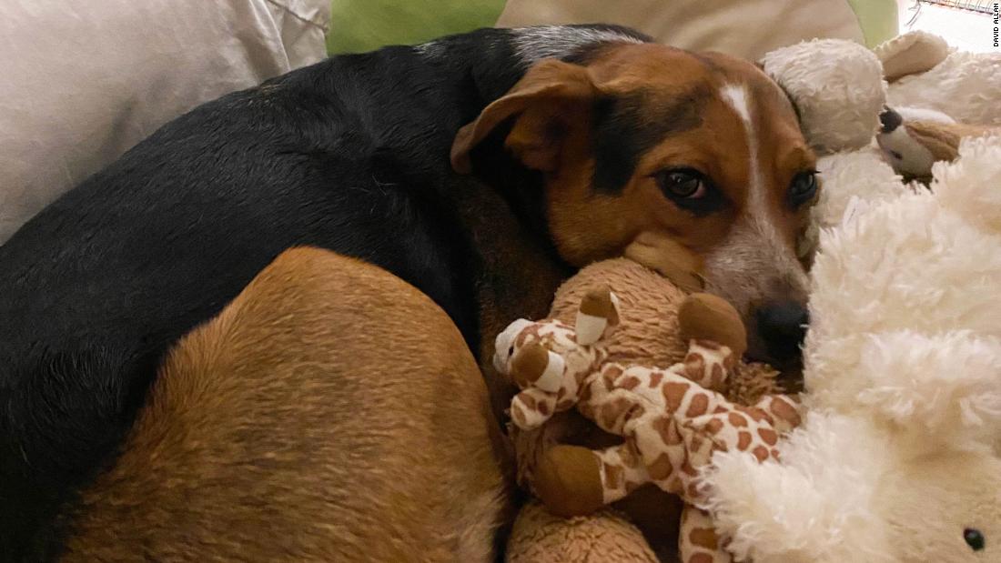&quot;Hi I&#39;m Tessie, a 4-year-old Australian cattle dog. I love sleeping with my girls so much that when they go to the store i snuggle with their bed toys until they get back.&quot;
