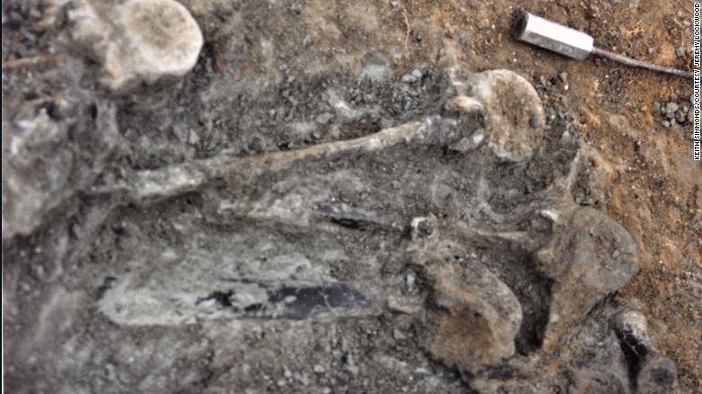 The Brighstoneus bones were found at an excavation site in England in 1978.
