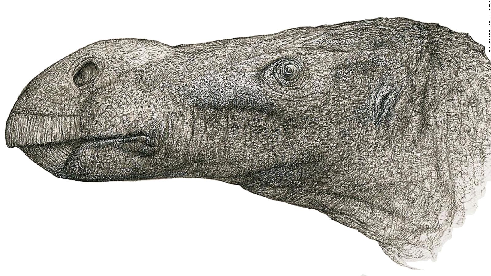 New dinosaur discovered decades after bones were found CNN