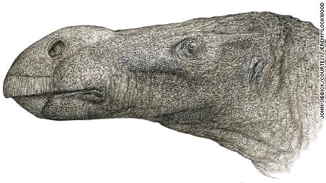 The new dinosaur has an elongated, round nose, compared to other similar species that have a flat nose. 