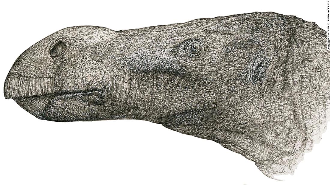 Naujas dinozauras buvo atrastas praėjus dešimtmečiams po kaulų radimo