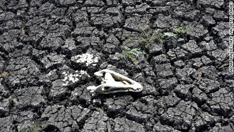 An animal skull lies on charred, dried soil after forest fires in the Bahia state of Bolivia.  The country is increasingly dealing with the effects of the climate crisis, including droughts, forest fires and extreme temperatures.